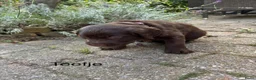 Labradoodle honden te koop: Prachtige chocoladebruine Labradoodle F1 pups  - Advertentie 7