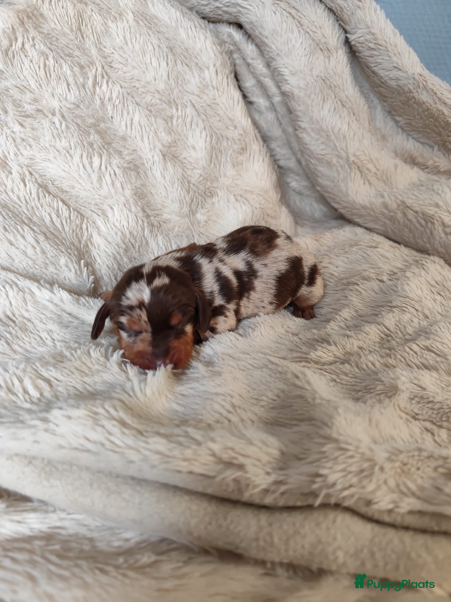 Teckel (korthaar)  honden Prachtige merle dwergteckel pupjes voor reservatie - Advertentie 1