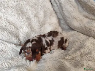 Teckel (korthaar) honden Prachtige merle dwergteckel pupjes voor reservatie - Advertentie 1