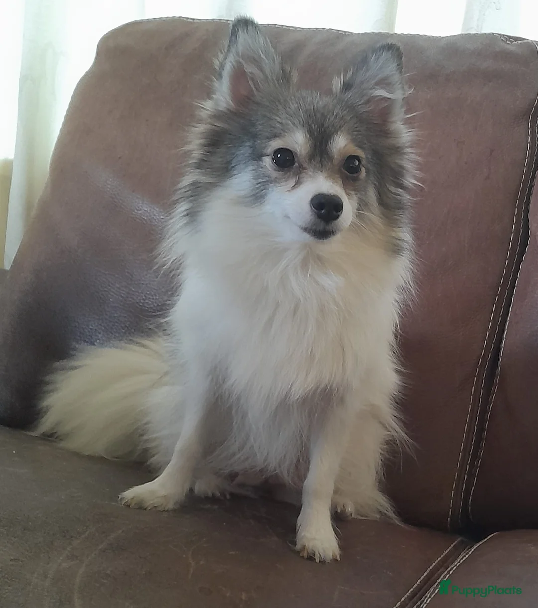 Pomeriaan honden te koop: Lilac met wit pomeriaan pups 12 weken. - Advertentie 6