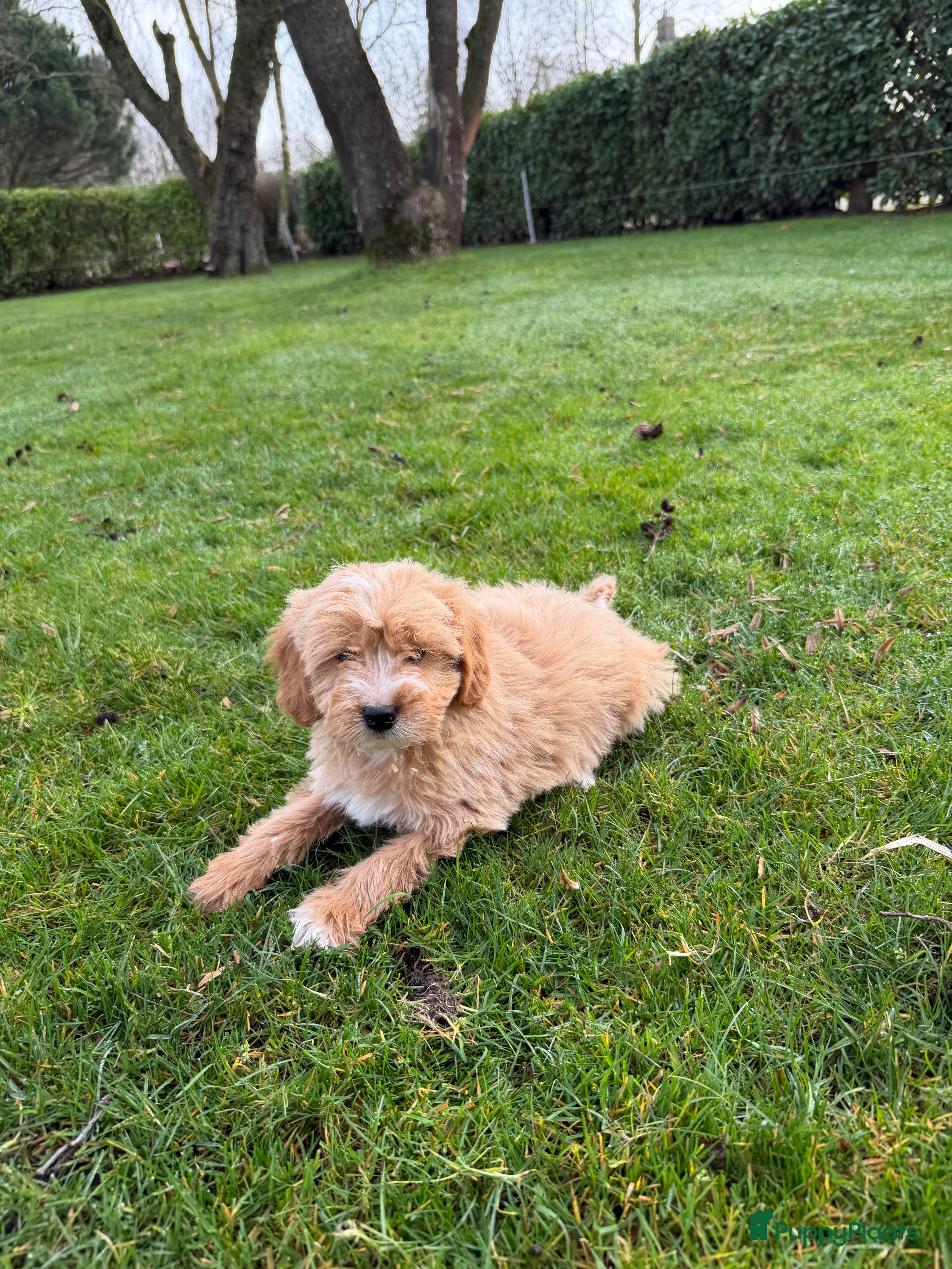 Maltipoo honden Maltipoo (Maltezer x Toy Poedel pups) - Advertentie 1