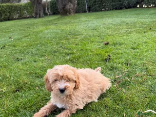 Maltipoo honden Maltipoo (Maltezer x Toy Poedel pups) - Advertentie 2