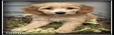 Labradoodle 7