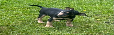 Dwergpinscher Puppy 2