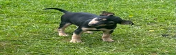 Dwergpinscher honden te koop: Pincher pups - Advertentie 6