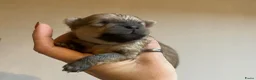Pomeriaan honden te koop: Pomeriaan pupjes (keeshond) 2 gereserveerd - Advertentie 25