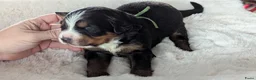 Berner Sennenhond honden te koop: Mooie Bernerpups - Advertentie 19