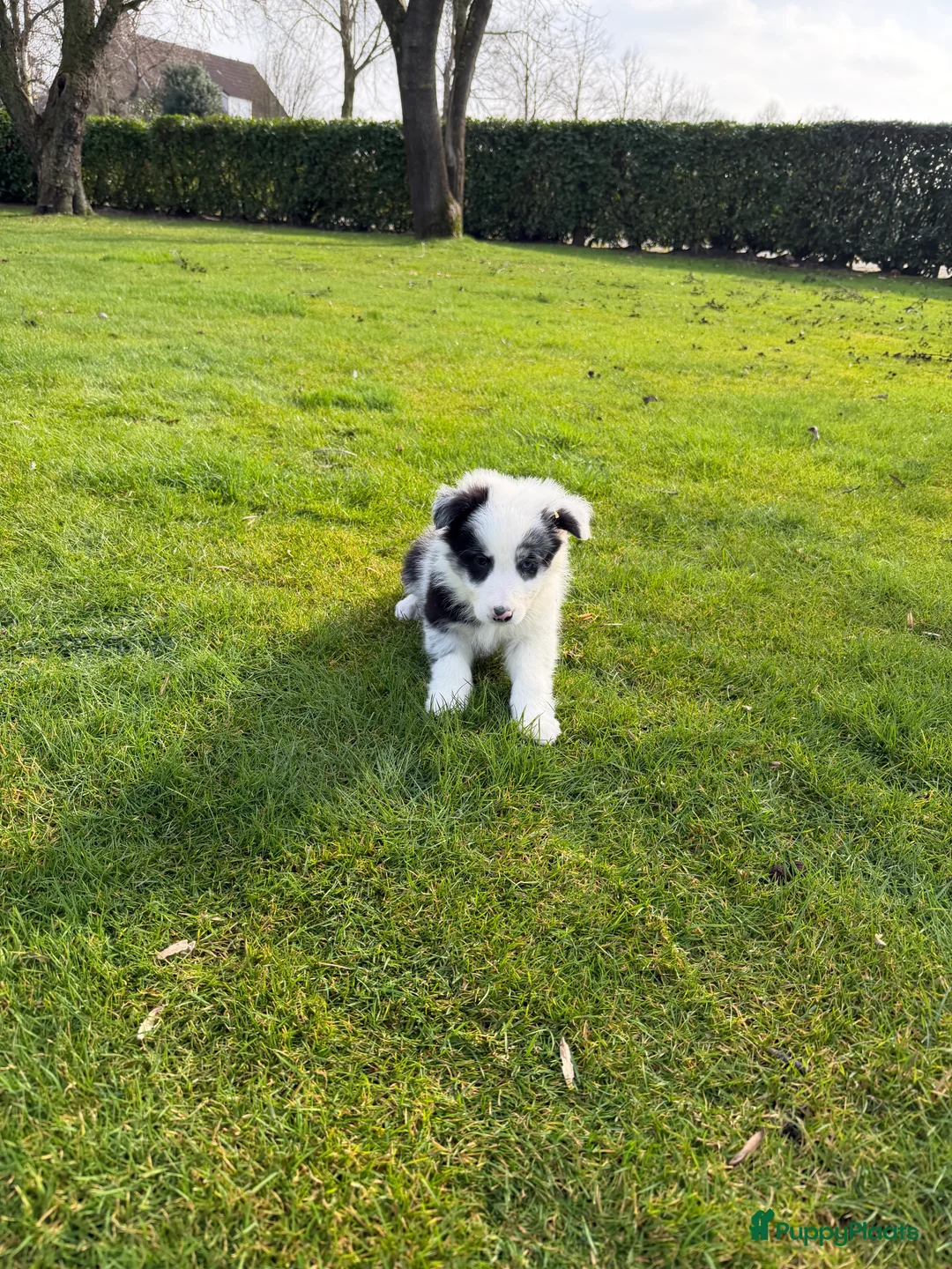 Kruising honden te koop: Australian Shepherd x Border Collie pups - Advertentie 3