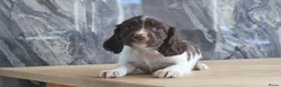 Engelse Springer Spaniel honden te koop: Lieve Engelse springer spaniel pups te koop - Advertentie 4