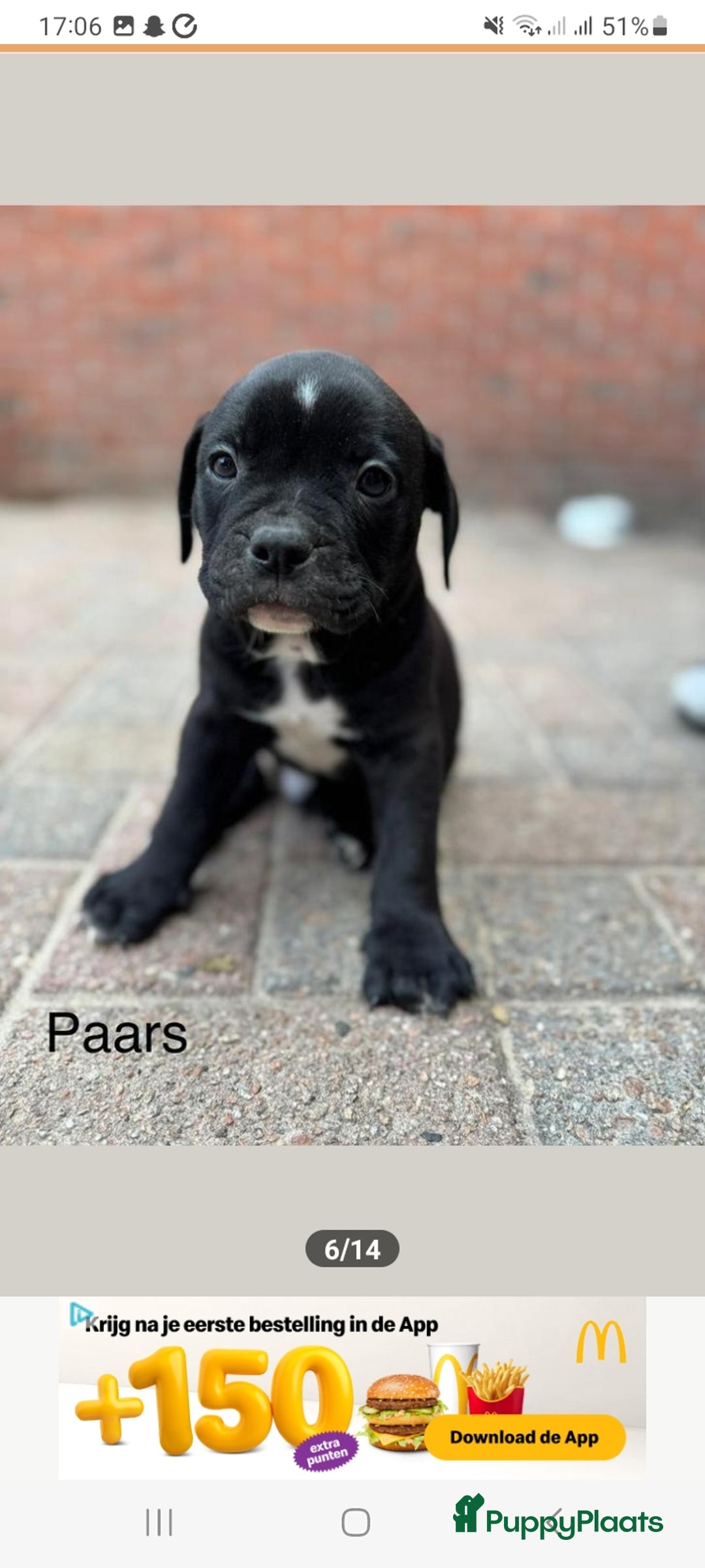 Old English Bulldog honden te koop: Old english bulldog x pocket bully xl  - Afbeelding 10