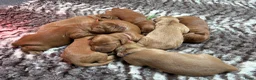 Australian Labradoodle honden te koop: Multigen Australian Labradoodle pups - Advertentie 4