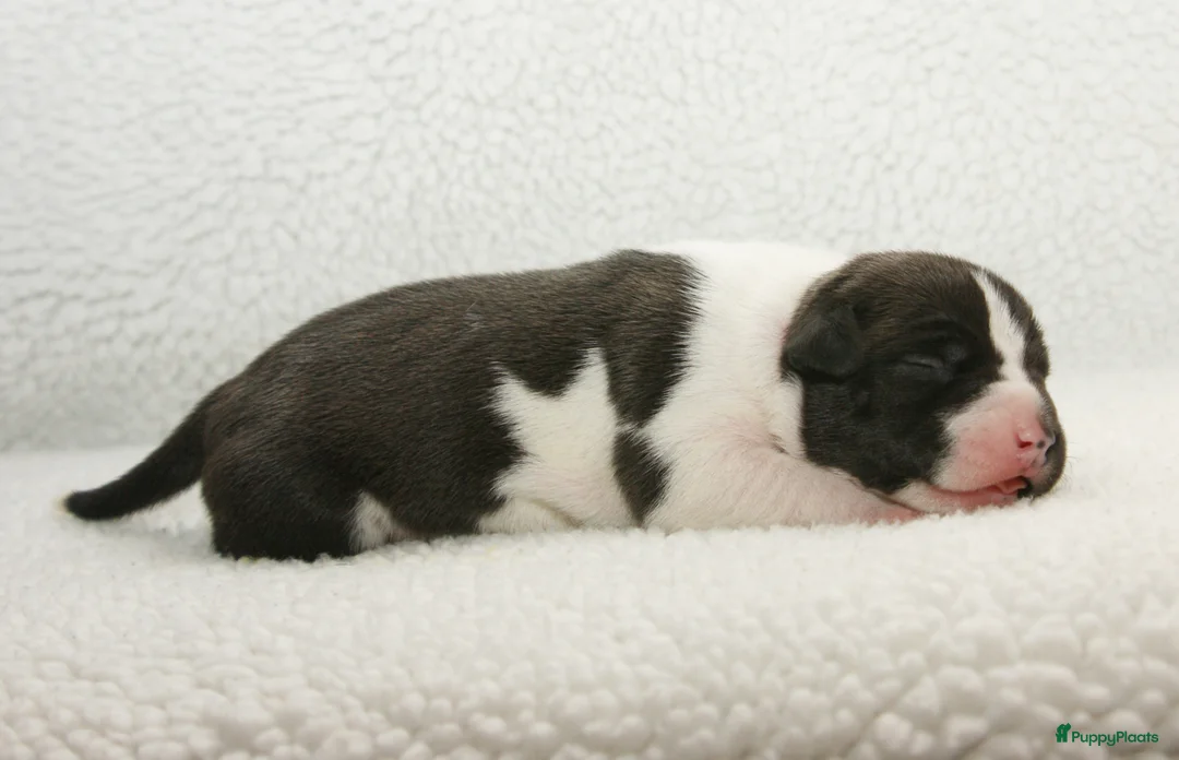 American Staffordshire Terriër honden te koop: Carmichael's nest - Advertentie 4