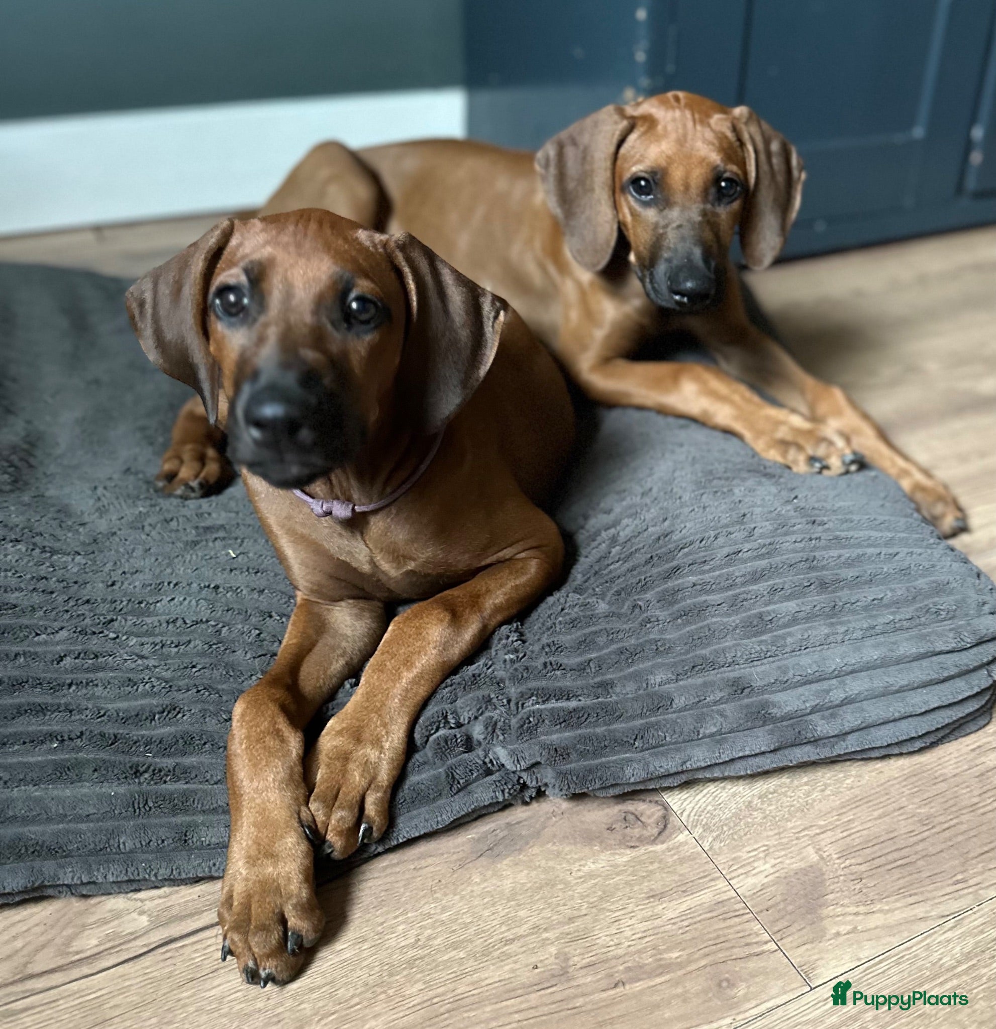 Rhodesian Ridgeback honden 10 prachtige Rhodesian Ridgeback pups te koop - Advertentie 1