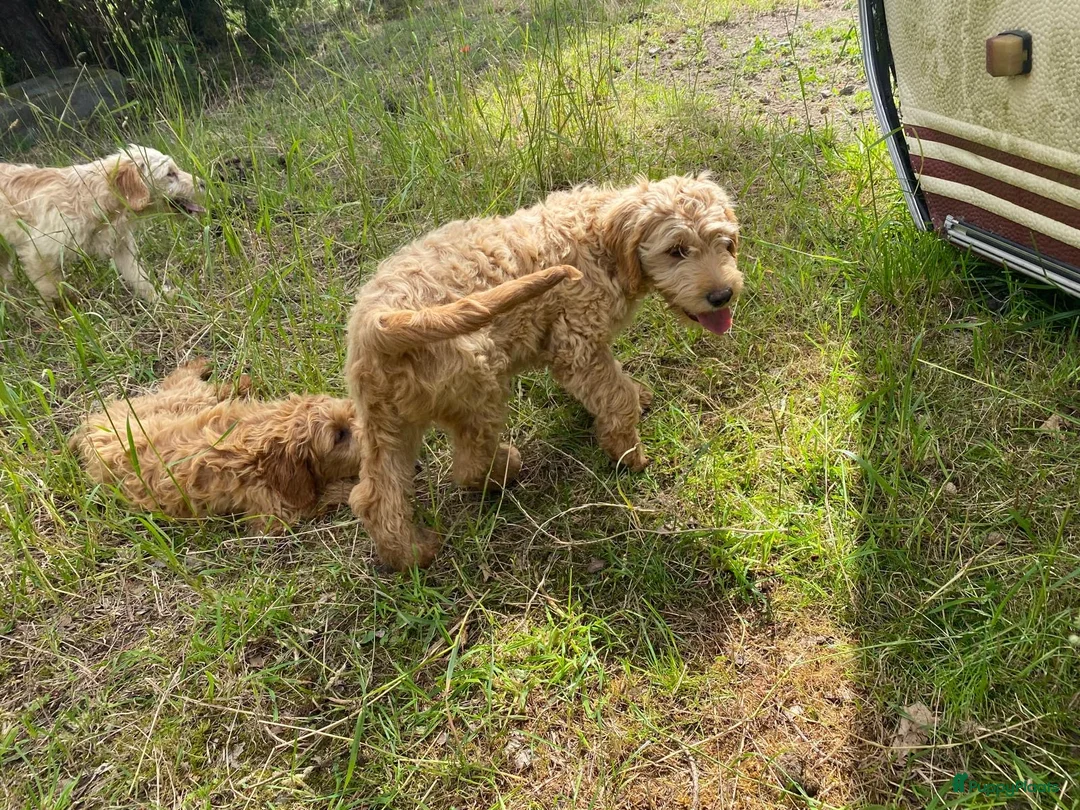 Kruising honden te koop: Mooie goldendoodles. - Advertentie 2