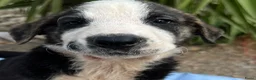 Kruising honden ter adoptie: wat een knappe jongen hij zoekt een baasje  - Advertentie 7