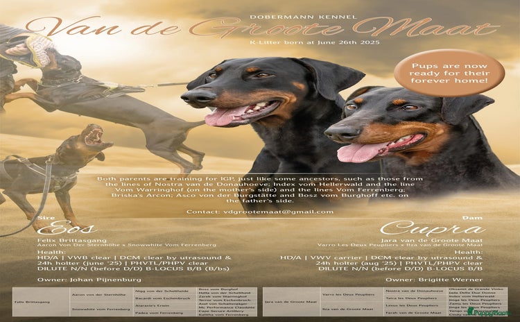 Dobermann honden - Advertentie 3