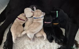 Labrador Retriever honden te koop: Zwarte en gele labrador pups met stamboom - Afbeelding 8
