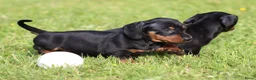Teckel (korthaar)  honden te koop: Teckel pups - Advertentie 7