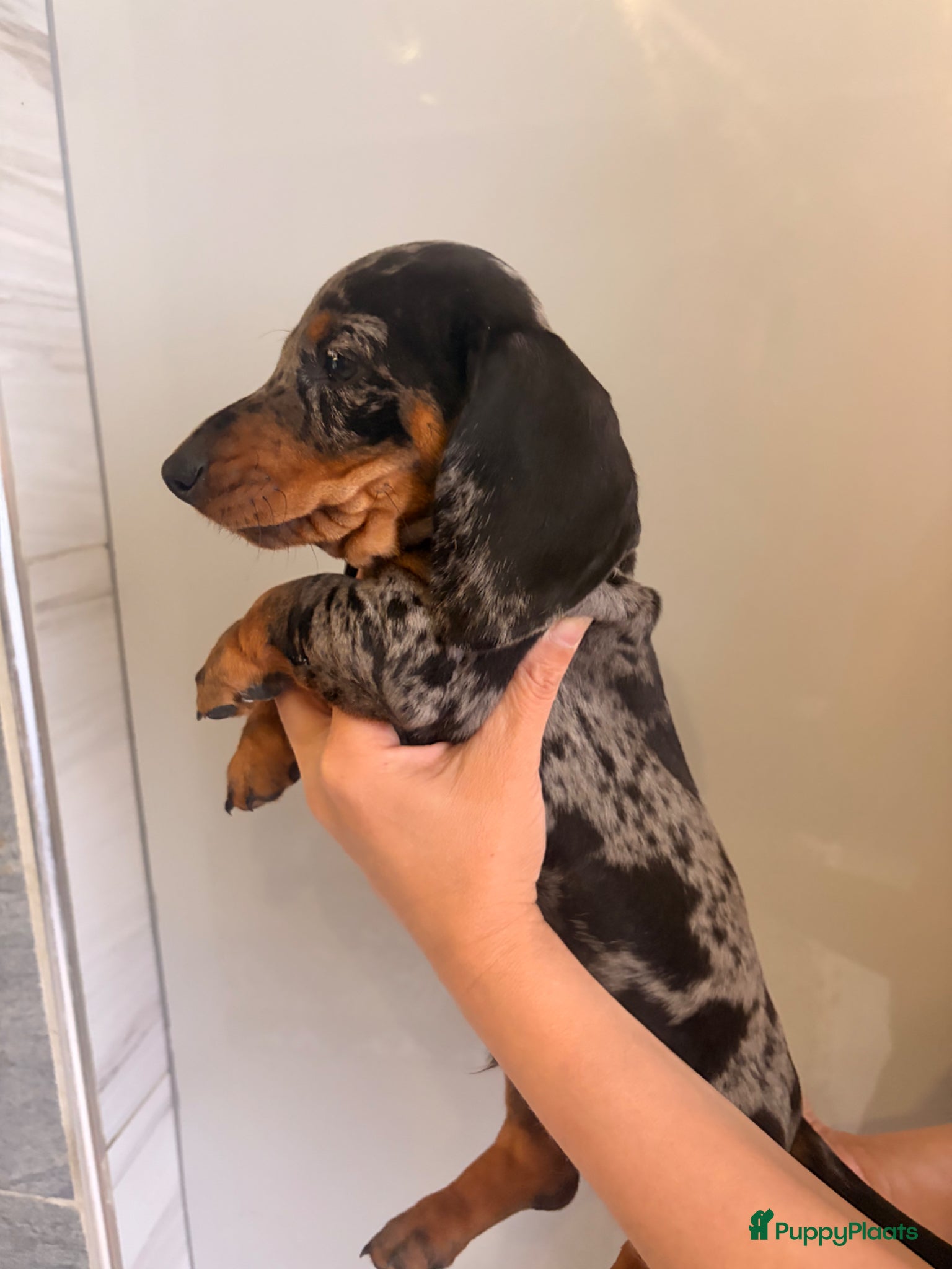 Teckel (korthaar)  honden te koop: Dwerg teckel pupjes. - Advertentie 9