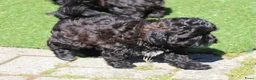 Shihpoo honden te koop: shihpoo pups beschikbaar  - Advertentie 5