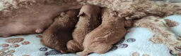 Poedel honden te koop: Dwergpoedelpups mini - Advertentie 3