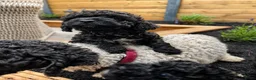 Maltipoo honden te koop: Lieve Maltipoo puppy’s zoeken een for ever home ✨ - Advertentie 8
