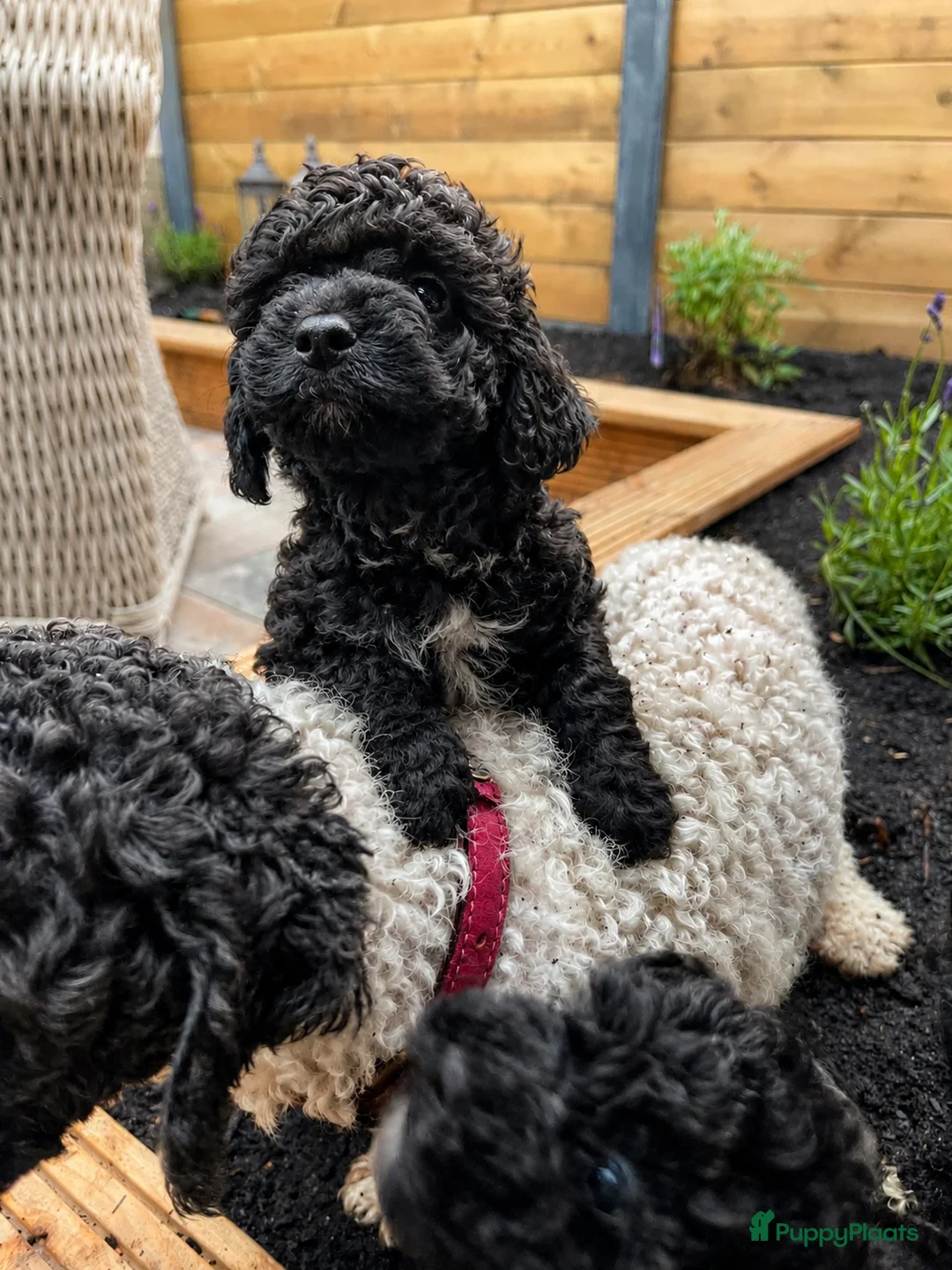 Maltipoo honden te koop: Lieve Maltipoo puppy’s zoeken een for ever home ✨ - Advertentie 8