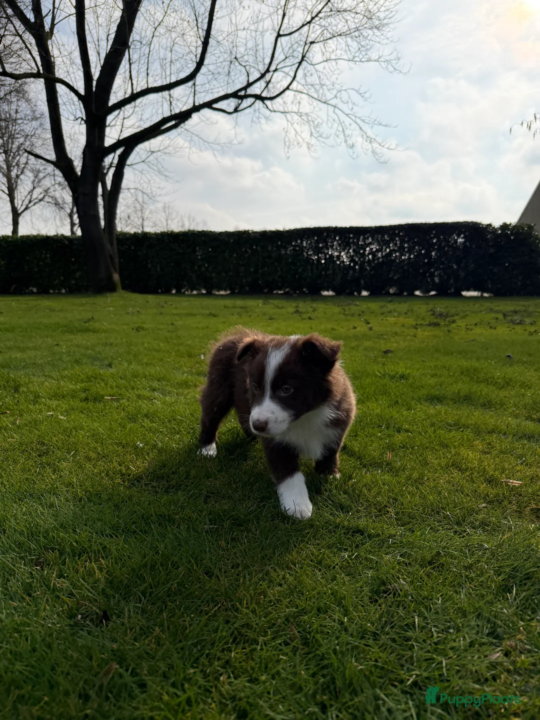 Kruising honden te koop: Australian Shepherd x Border Collie pups - Advertentie 7