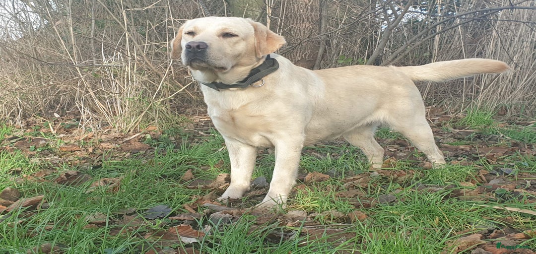 Galerij afbeelding {{count}}