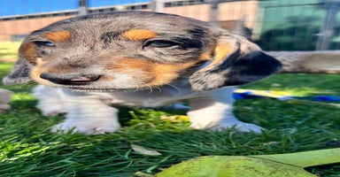 Kruising honden - Advertentie 7
