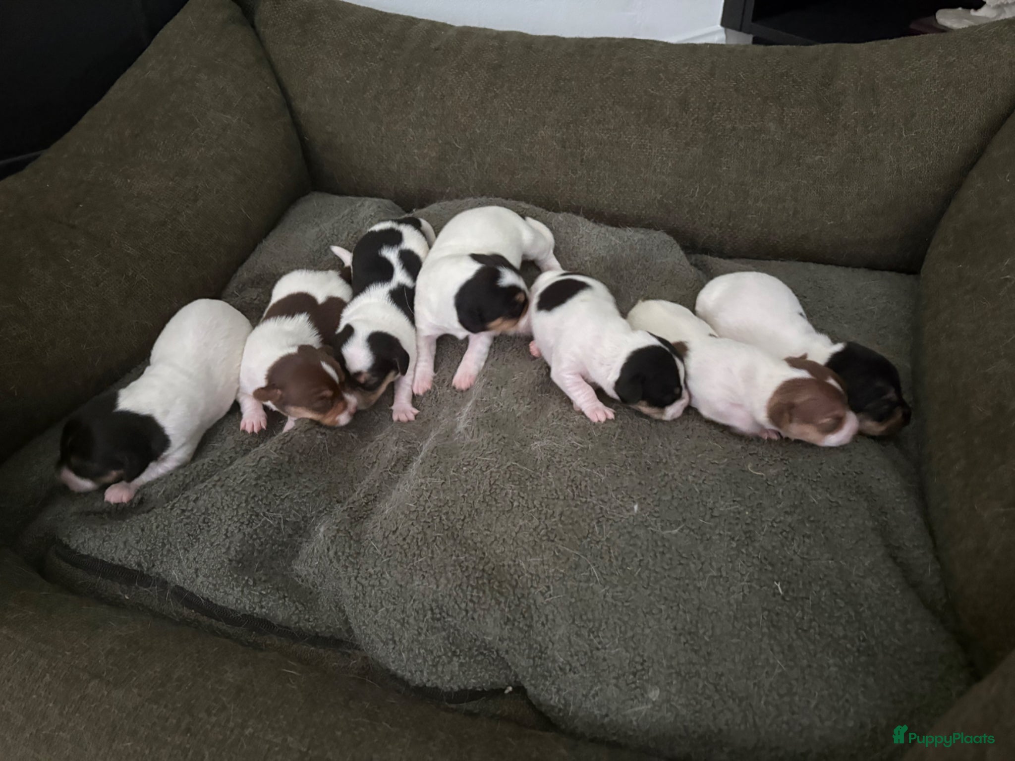 Jack Russel Terriër honden Lieve Jack Russel pups zoekenalvast een warm nest  - Advertentie 2