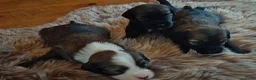 Tibetaanse Terriër honden te koop: Raszuivere Tibetaanse Terriër pups  - Advertentie 3
