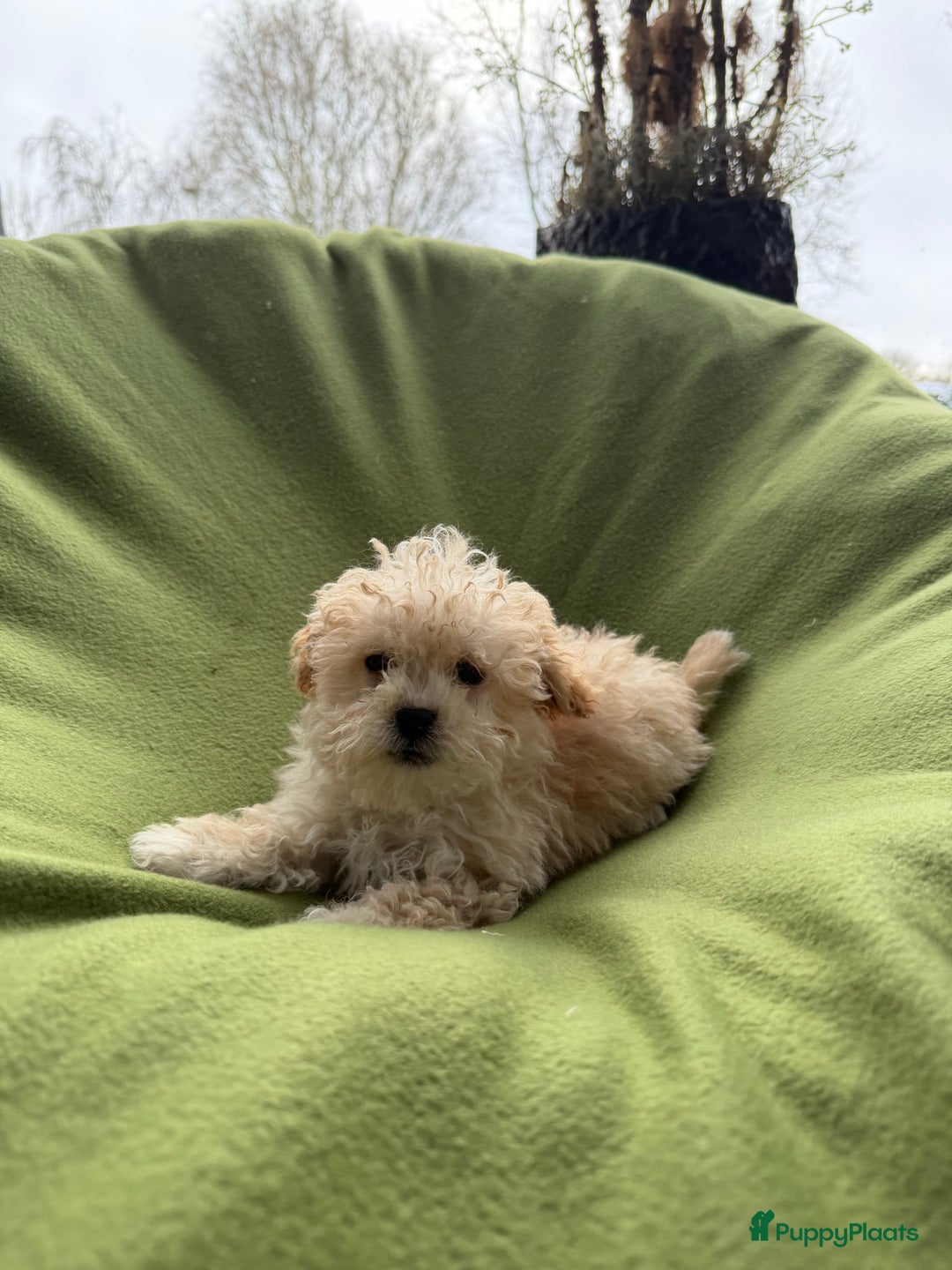 Maltipoo honden te koop: Maltipoo (Maltezer x Toy poedel) pups - Advertentie 17