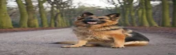 Duitse Herder honden te koop: Langstokharige Duitse Herder puppies zw.en zw/br  - Advertentie 24