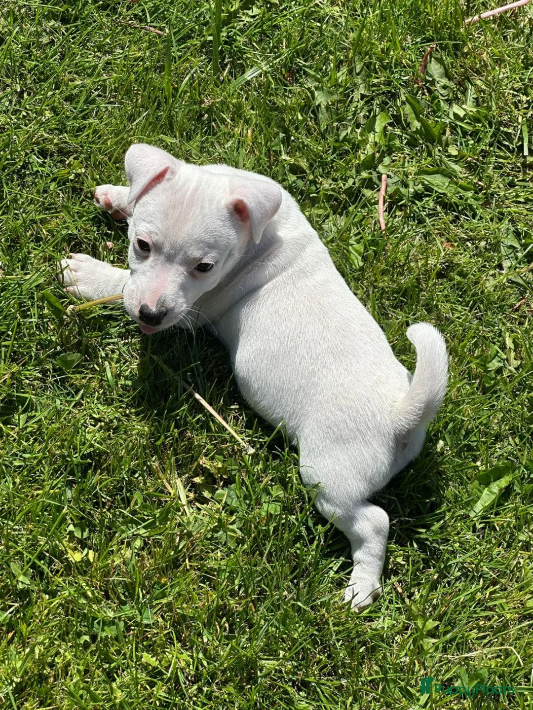 Jack Russel Terriër honden te koop: Jack Russel Terriër puup in Maastricht - Advertentie 1