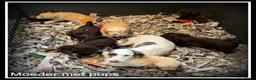 Kruising honden te koop: Bordoodle pups. Bordoodle x Labradoodle - Advertentie 25