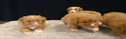 Nova Scotia Duck Tolling Retriever honden te koop: Nova Scotia Duck Tolling Retriever pups # Toller - Advertentie 3