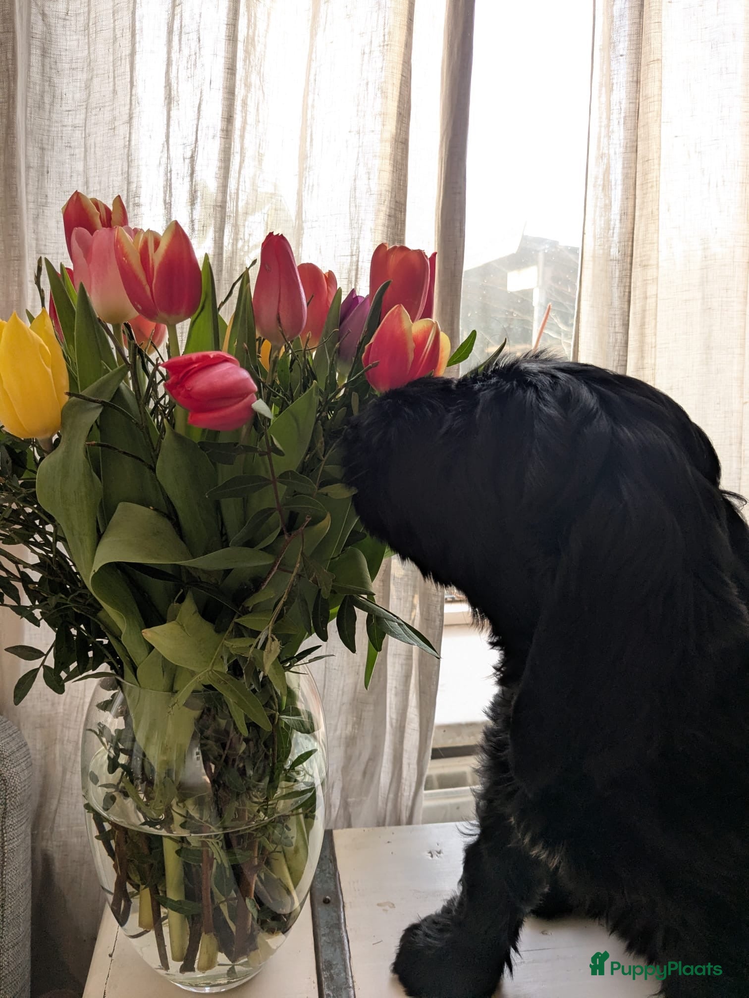 Labradoodle honden Lieve mooie pup labradoodle medium - Advertentie 1