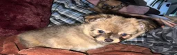 Pomchi honden te koop: Pomchi reutje. - Advertentie 7