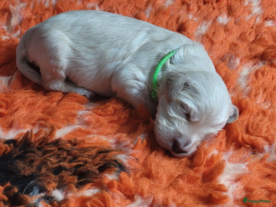 Barbet honden te koop: Prachtige barbet puppy's in Den Ham - Afbeelding 14