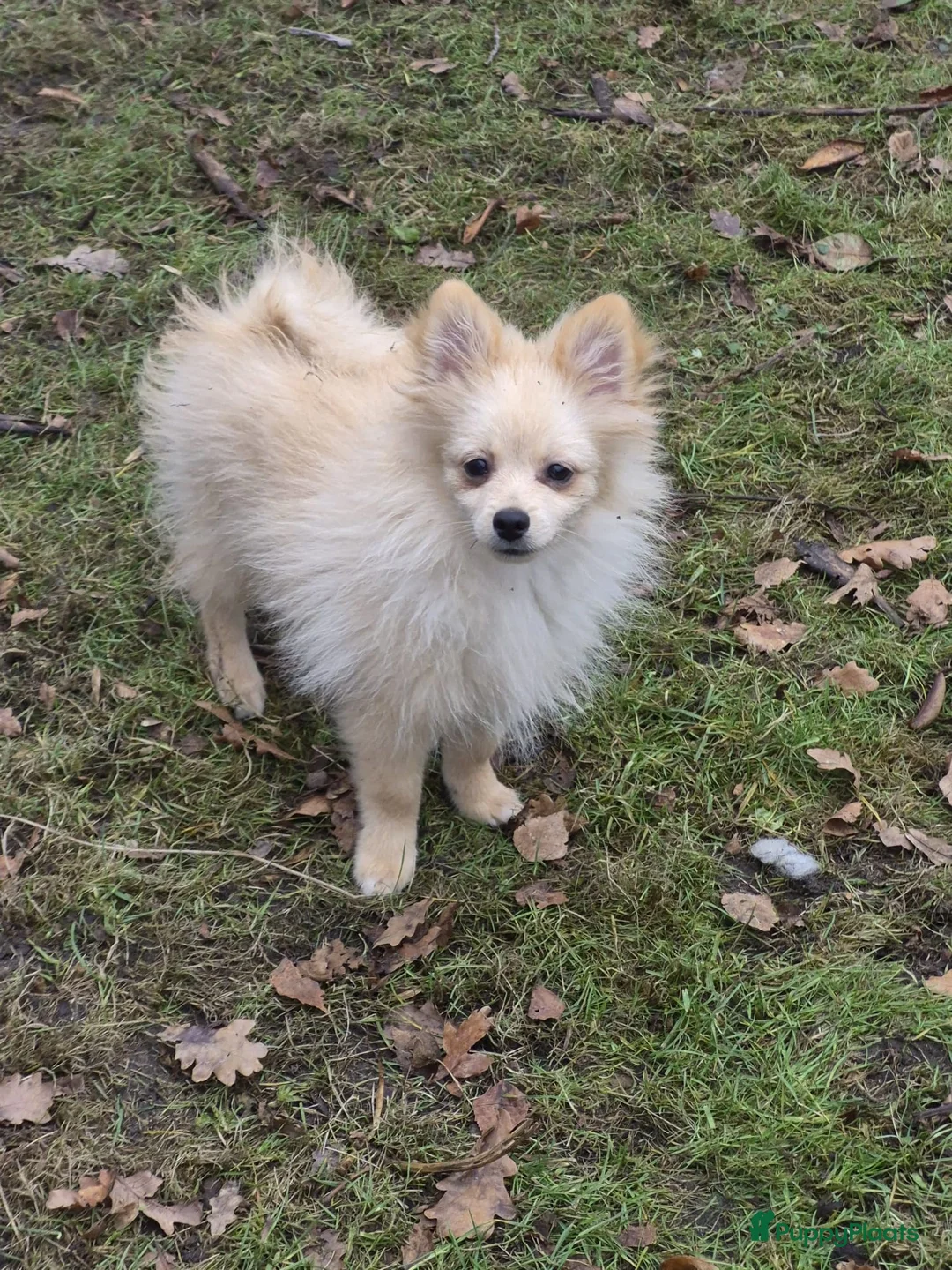 Pomeriaan honden te koop: VREUGDE VOOR ELKE ZORGZAME FAMILIE!!! - Advertentie 19