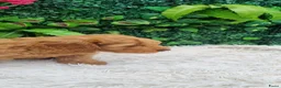Labradoodle honden te koop: labradoodle pups zo goed als zindelijk🥰  - Advertentie 6