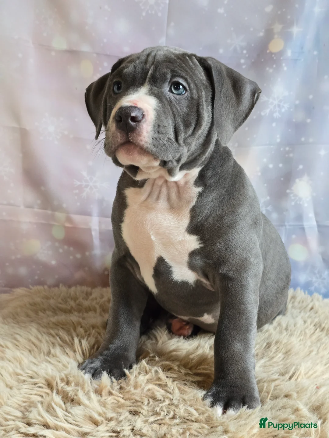 Amerikaanse Bully honden te koop: American Bully XL met ABKC stamboom  - Advertentie 11