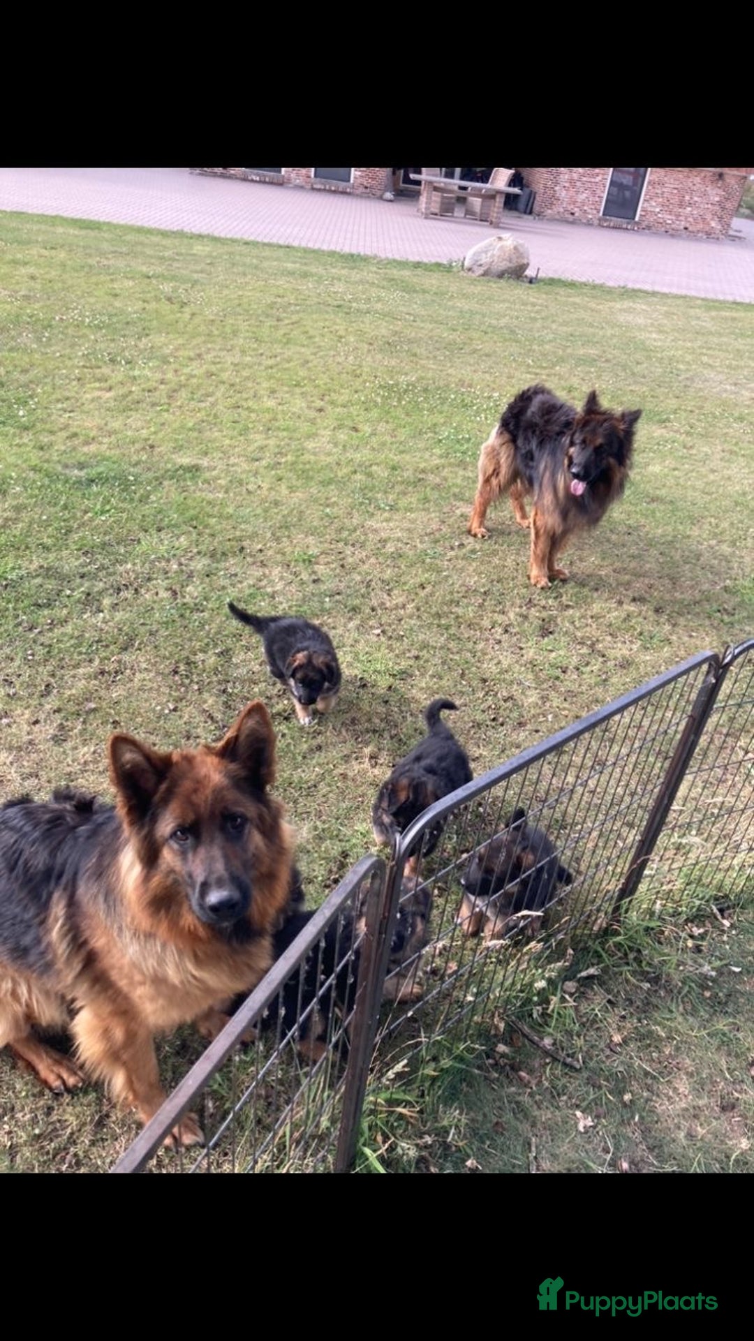 Duitse Herder honden te koop: Prachtige langharige Duitse herder met rechte rug - Afbeelding 1