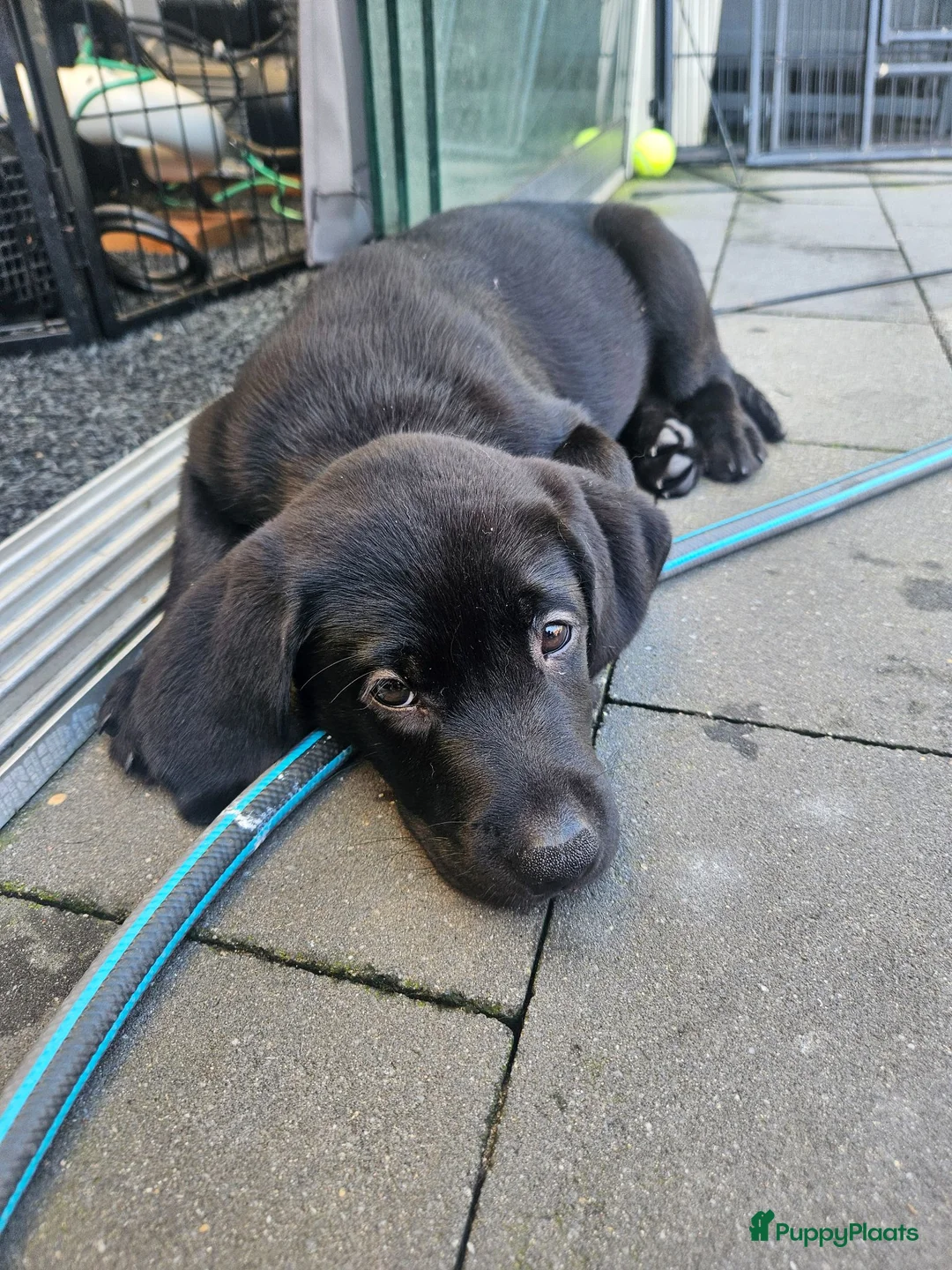 Labrador Retriever honden te koop: Prachtige labrador pups - Advertentie 2