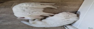 Zwitserse Witte Herdershond 2