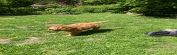 Australian Labradoodle honden te koop: Schitterende labradoodles - Advertentie 29