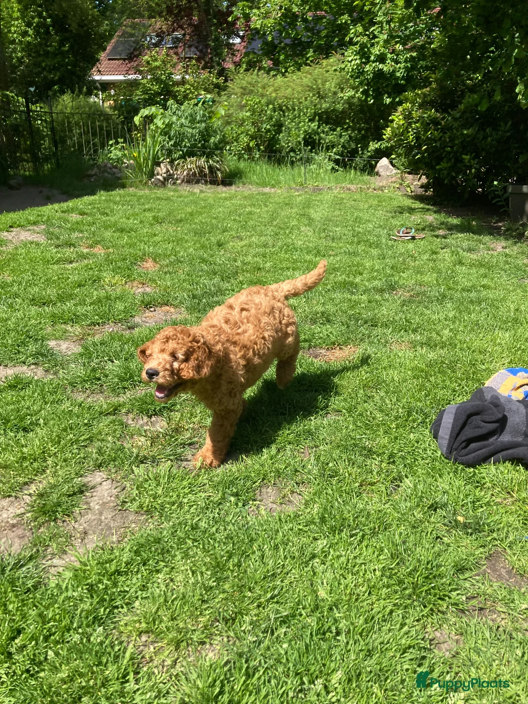 Australian Labradoodle honden te koop: Schitterende labradoodles - Advertentie 29