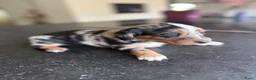 Kruising honden te koop: Teckels pups prachtige kleuren 🖤🤎🤍 - Advertentie 6