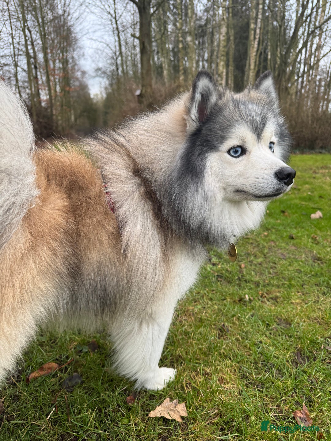 Pomsky honden ter dekking: F1 Dekreu Pomsky  - Advertentie 1